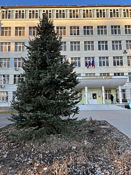 Пятиметровую елку переместили с Соборной площади на территорию детского сада Ростова