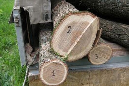 В Мостовском районе пенсионера будут судить за три срубленных дерева