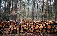 Запрет на экспорт круглого леса может привести к уходу из лесной отрасли предприятий малого и среднего бизнеса