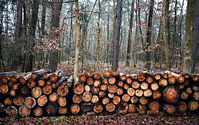Погрузка лесных грузов в марте снизилась на 1,7%