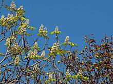 «Цветут из-за стресса». Как воронежцам помочь деревьям, «перепутавшим» осень с весной