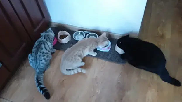 Из клумб, подвалов и по объявлению: сотрудники СОВА в День кошек рассказали о своих питомцах