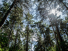 Кемеровские таможенники изъяли контрабандную древесину на 12 млн рублей