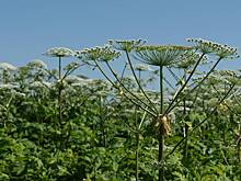 Россиянам назвали способ защитить дачу от борщевика