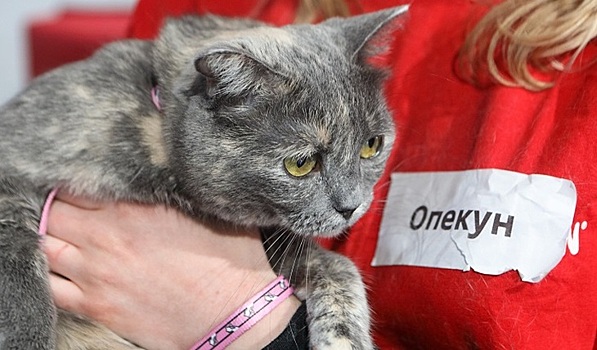 Спасем бродячих животных!