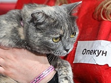 Спасем бродячих животных!