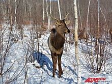 В Алтайский край не пустили полтонны рогов маралов