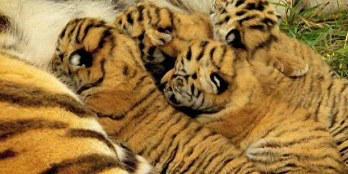 Родившегося в мексиканском зоопарке бенгальского тигренка назвали COVID