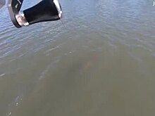 Рыбак поймал трехметрового крокодила и боролся с ним