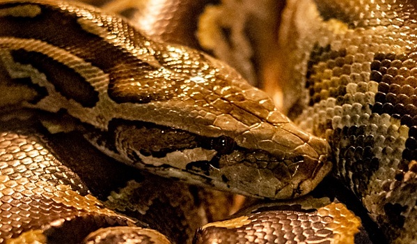 Может не есть три месяца: Ростовский зоопарк рассказал про огромную &laquo;икающую&raquo; змею