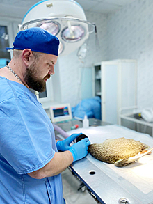 Спасти золотую рыбку и крыло утки: столичные ветеринары — о необычных пациентах