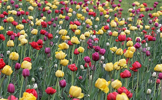 56 тысяч тюльпанов высадят на Михайловской набережной