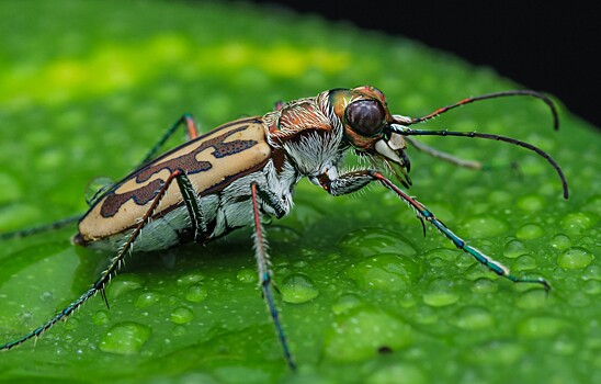Пресноводные насекомые вытесняют наземных собратьев на планете