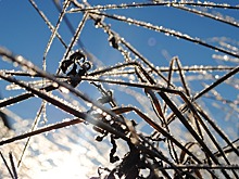 В столичный регион вернутся ночные заморозки