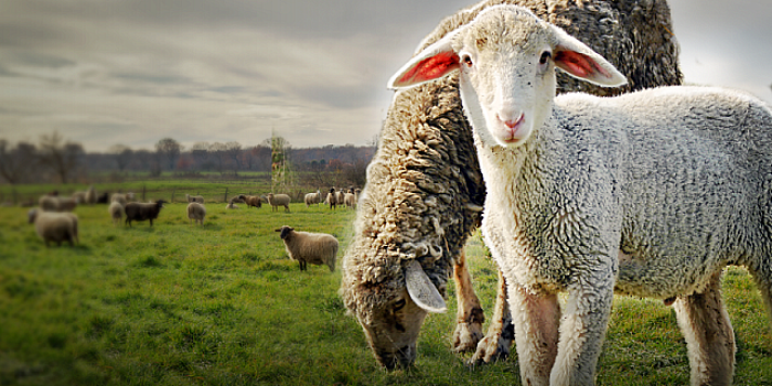 Развитие козоводства и овцеводства в России и Бразилии