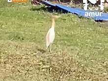 Египетская цапля прогулялась по заброшенному участку в российском регионе