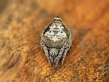 От ос до динозавров: какие виды получили названия из мира Гарри Поттера