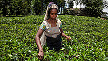 Россияне могут остаться без чая из Шри-Ланки