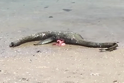 Раскрыта тайна найденных на берегу океана останков «морского чудовища»