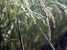 Украина триумфально идет в аграрное будущее