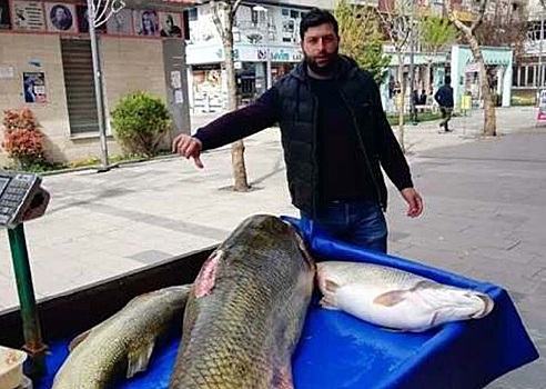 В Турции поймали гигантскую щуку