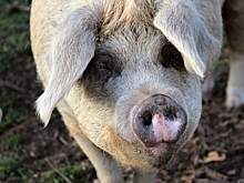 Ярославские свиноводы продолжают сопротивляться уничтожению животных