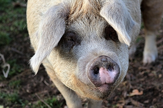 Ярославские свиноводы продолжают сопротивляться уничтожению животных