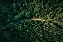 Законопроект о лесных дорогах приняли в первом чтении