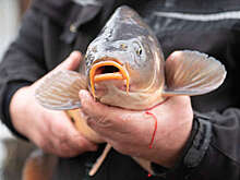 В Петербурге Роспотребнадзор изъял больше тонны некачественной рыбы