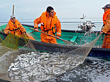 Китай запретил ввоз российской рыбы