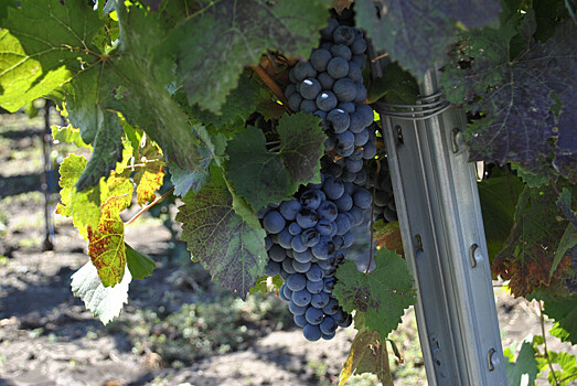 Донские вина отметили семью медалями на международном конкурсе в ЮАР