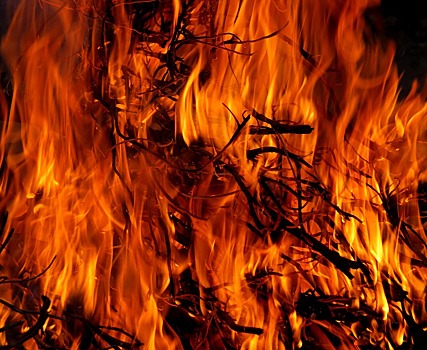 В Пензенской области значительно снизилось число лесных пожаров