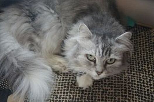 Подружка для Люцифера: 15 кошек обрели новый дом после «Дня хвоста»