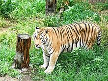 Мессенджер Telegram заработал после масштабного сбоя