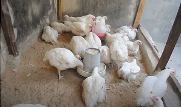 Кормовые добавки с высоким содержание железа опасны для бройлеров