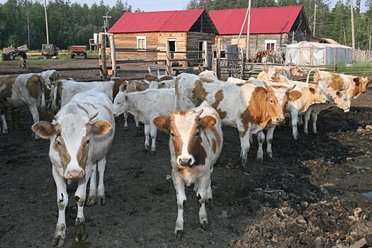 В Якутии 20 наслегов получили грант на развитие сельского хозяйства