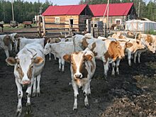 В Якутии 20 наслегов получили грант на развитие сельского хозяйства