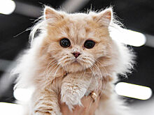 В Москве женщина случайно постирала своего кота