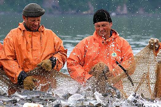 В дельте Амура продолжается истребление лосося, но ни СК ни Прокуратура не реагируют – почему