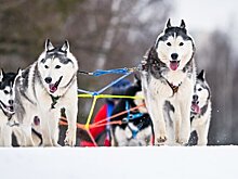 Москва онлайн покажет гонку на собачьих упряжках