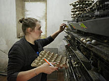 Особенности домашнего птицеводства