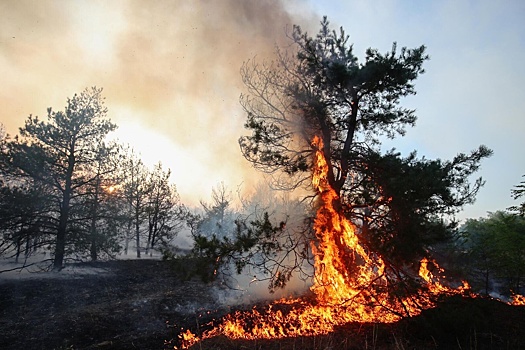 В Мурманской области за выходные потушили 310 гектаров горящего леса