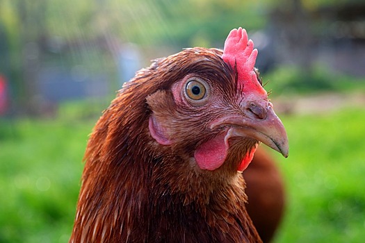 "Берите быстрее, не хватит": рязанцы устроили бой за дешевую курицу