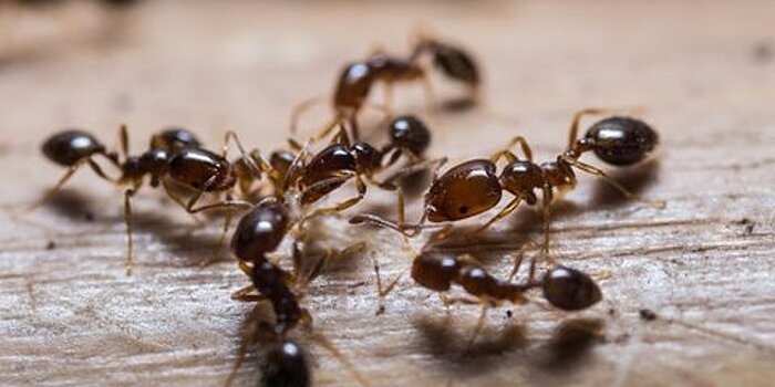 Россиянам посоветовали завести муравьев