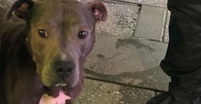 Собака Киану Ривза потеряла стыд и напала на коня