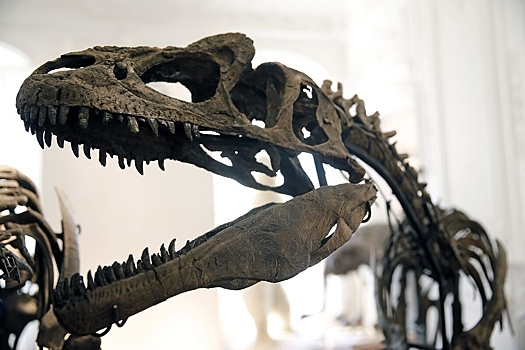 Кости за €1,5 млн: в Париже с молотка уйдут скелеты редких динозавров