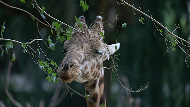 Почти как Штирлиц: почему жирафы спят всего два часа в сутки