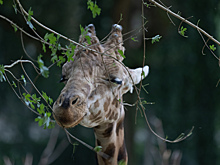 Почти как Штирлиц: почему жирафы спят всего два часа в сутки