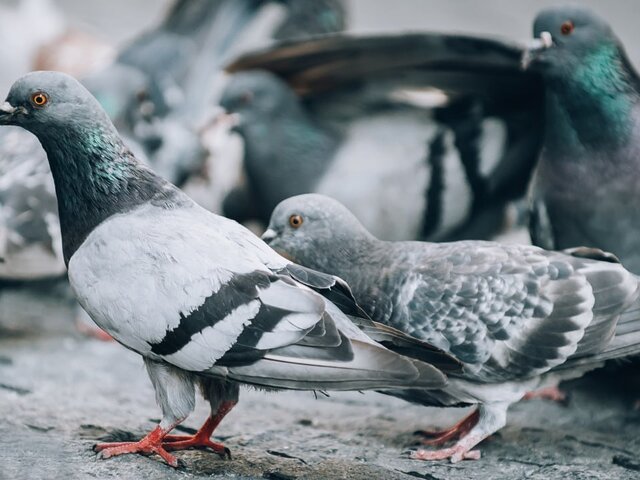 Власти Сингапура решили отлавливать голубей и умерщвлять их углекислым газом