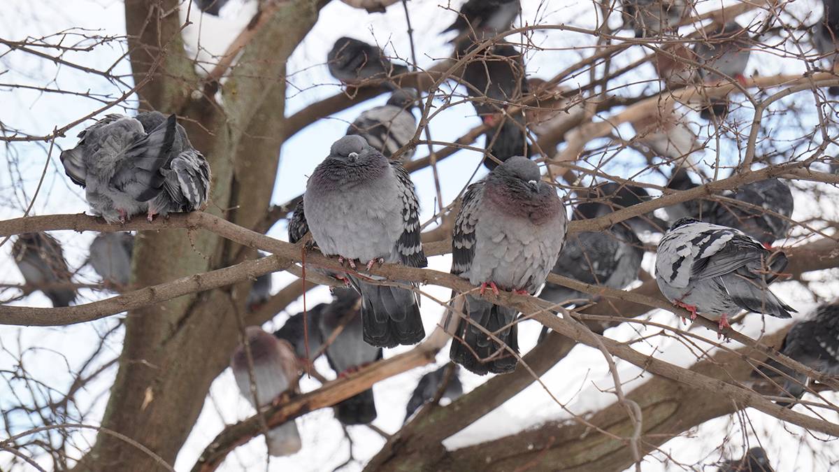 Более двух тысяч диких голубей нашли мертвыми в Краснодарском крае